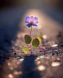 Husayn