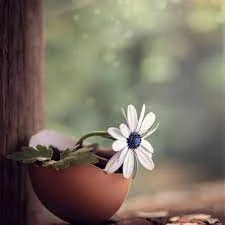 Munsif