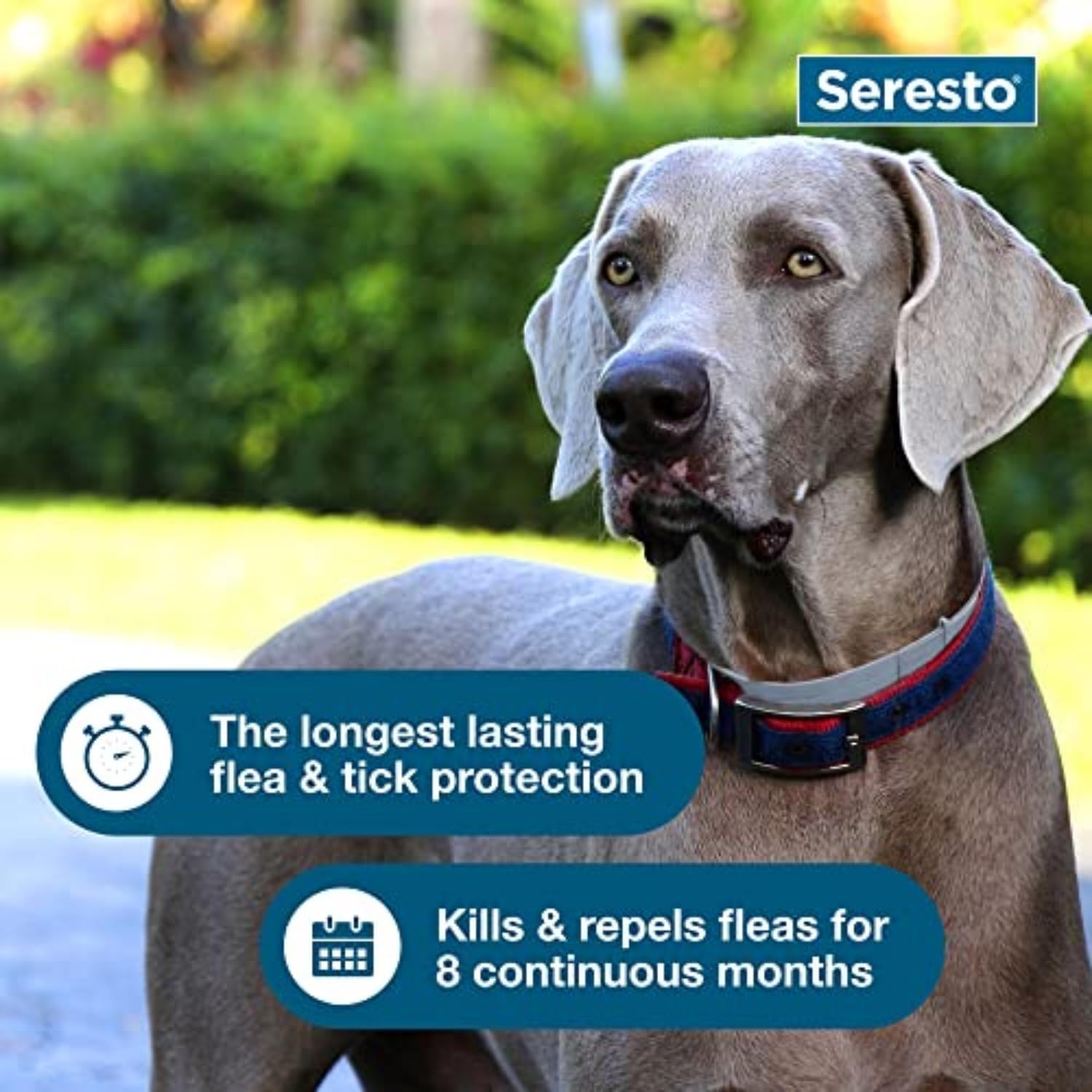 Seresto Flea & Tick Collar for Dogs Over 18 lbs – 8-Month Protection, Vet-Recomm