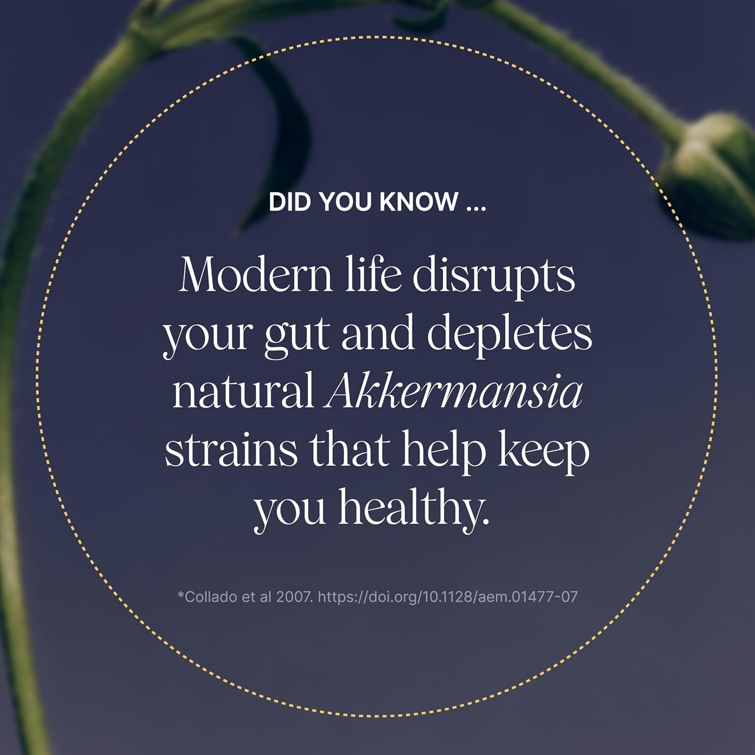 Pendulum Akkermansia Probiotic with Prebiotic Fiber – Gut Health Supplement for 