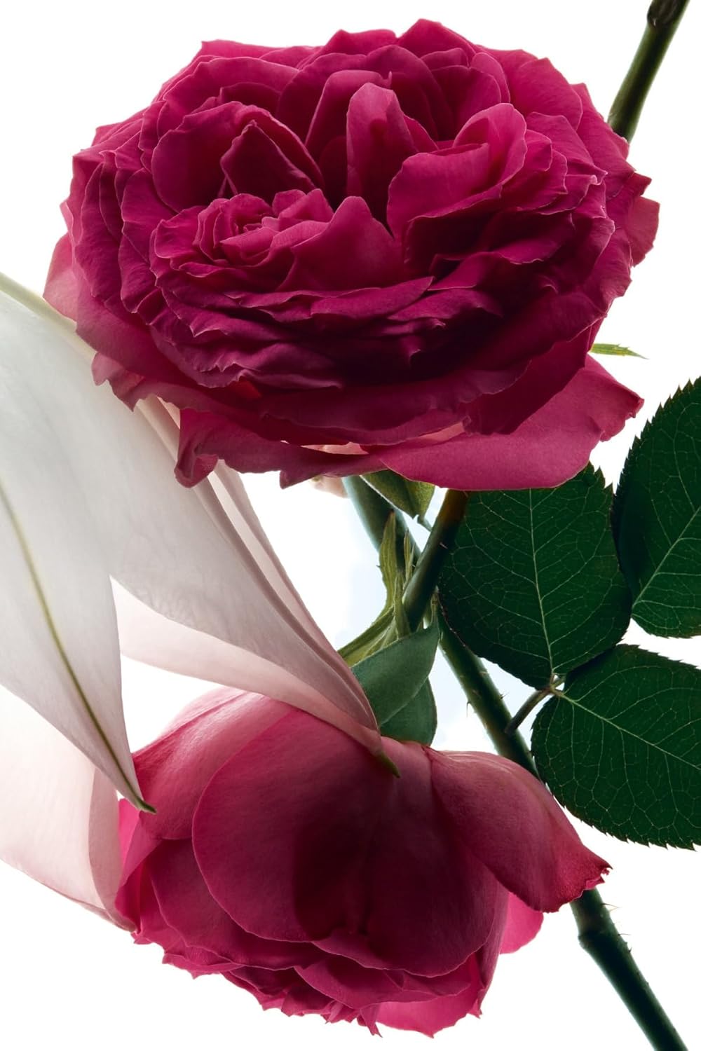 YVES SAINT LAURENT Mon Paris Intensement Eau de Parfum – Floral Women's Perfume,