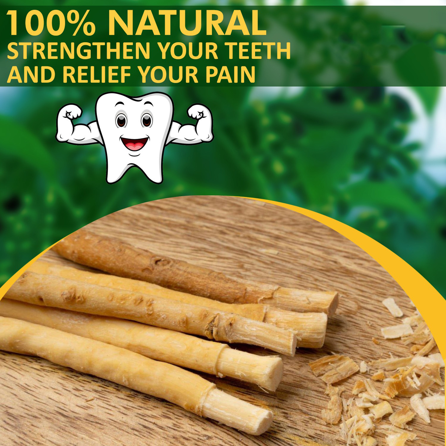 Miswak Sticks for Teeth (Pack of 10 with 2 Holders) Herbal Oral Care, No Toothpaste Needed – 100% Organic Chewing Sticks, Salvadora Persica (6 inch)